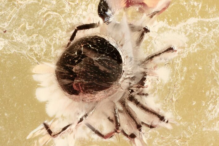 Detailed Fossil Spider (Araneae) In Baltic Amber #352726